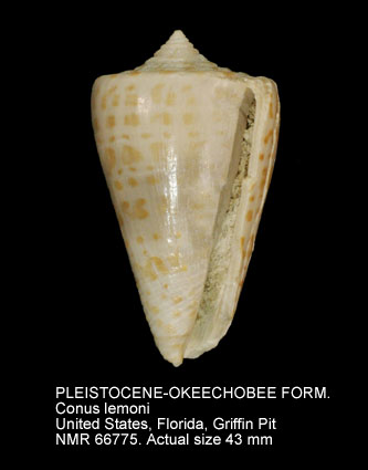 PLEISTOCENE-OKEECHOBEE FORMATION Conus lemoni.jpg - PLEISTOCENE-OKEECHOBEE FORMATION Conus lemoni Petuch,1990